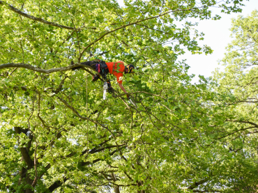 pruning scoial